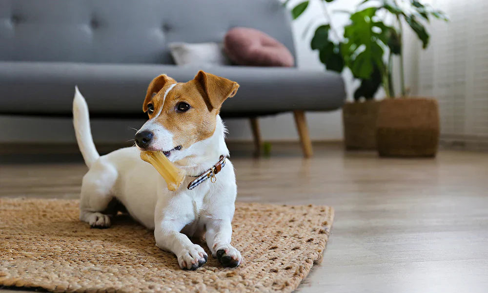 Essential Dog Care Tips