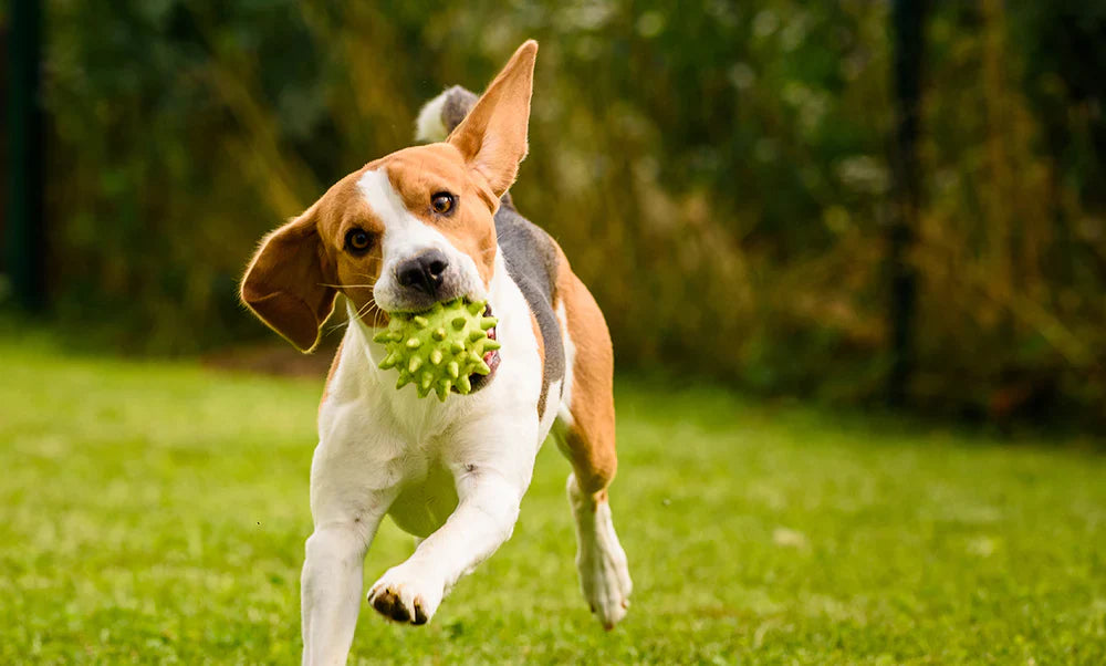 Unleashing The Secrets Of Man's Best Friend