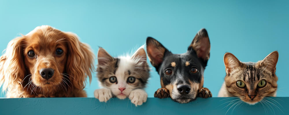 Happy Pets Background